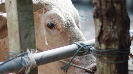 A detailed close-up of a cow peering through a wooden fence, capturing the serene and rustic charm of farm life.の写真素材