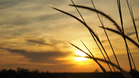 Silhouetted grass against a golden sunset sky, capturing the tranquility of nature and the beauty of dusk.の写真素材