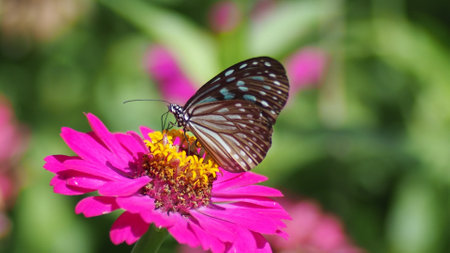 Close-up of a butterfly perched on a vivid pink zinnia, showcasing nature's beauty in a lush garden environment.の写真素材