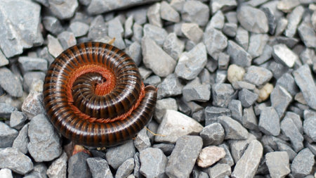 Detailed image of a millipede curled up on gravel, showcasing its segmented body and natural habitat.の写真素材