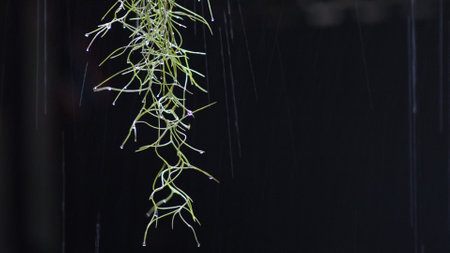 A detailed view of a hanging air plant with water droplets, set against a dark, minimalist background.の写真素材