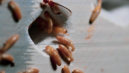 Close-up of termites in the nest. Macro shot.の写真素材