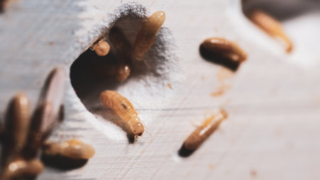Detailed macro shot of termites on wood, highlighting their natural behavior and habitat.