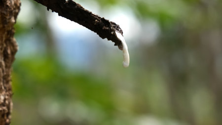 Natural latex dripping from a tree branch in a vibrant forest, showcasing the raw beauty of nature.