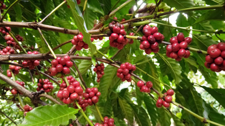 Coffee beans ripening on a tree in Costa Rica.の写真素材