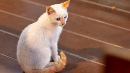 White cat with blue eyes sitting on the floor and looking at the cameraの写真素材