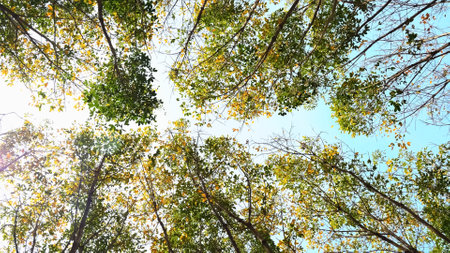 View from below of tall trees with green and yellow leaves, sunlight streaming through, set against...