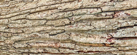 Detailed image of tree bark showcasing intricate textures and natural patterns, perfect for nature and background themes.の写真素材