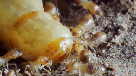 Ants and termites on the ground in the wild nature.の写真素材