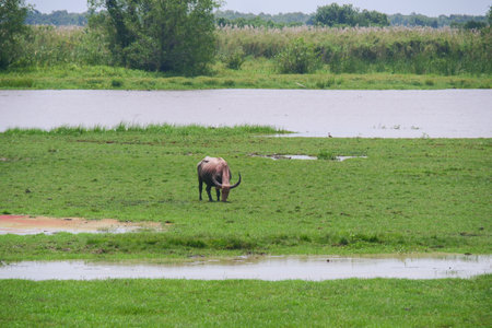 A lone water buffalo grazes peacefully in vibrant green wetlands beside a calm river, surrounded by...