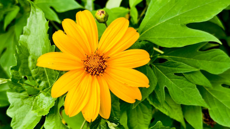 Close-up of a vivid yellow flower surrounded by lush green leaves, showcasing nature's beauty and...