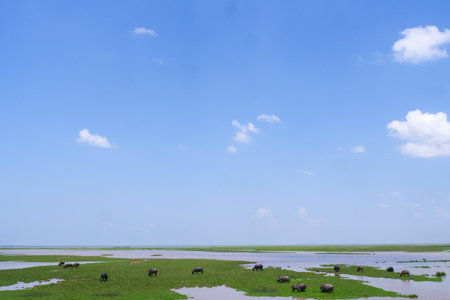 Water buffalo graze peacefully on vibrant green marshland, set against a backdrop of a clear blue...
