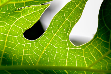 Detailed macro shot of a green leaf showing its intricate vein pattern and vibrant color under...