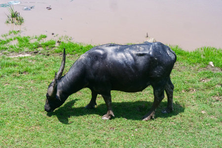 A serene scene of a water buffalo grazing near a pond, surrounded by vibrant green grass under a...