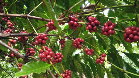 Close-up of vibrant red coffee cherries growing on branches amidst lush green leaves in a coffee plantation.の写真素材