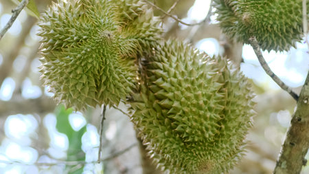 Detailed view of durian fruits with spiky shells hanging from tree branches in a lush tropical setting.の写真素材