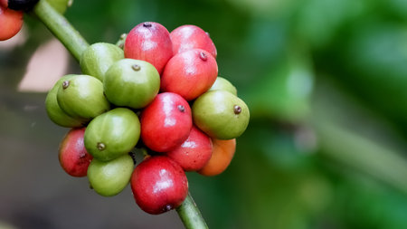 Detailed image of colorful coffee cherries on a branch, showcasing stages of ripeness in a tropical...