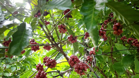 Close-up of ripe red coffee berries on a plant surrounded by vibrant green leaves in a tropical environment.の写真素材