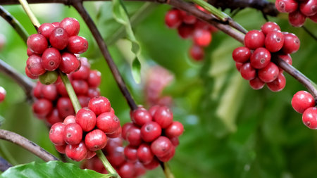 Detailed image of ripe red coffee cherries on a coffee plant, showcasing vibrant colors and lush foliage in a tropical setting.の写真素材