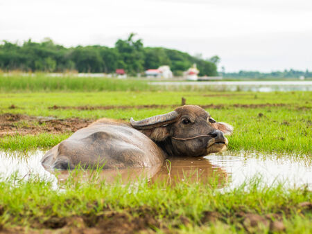 Buffalo in mud bath. Time of Happinessの写真素材