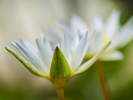 Beautiful lotusの写真素材