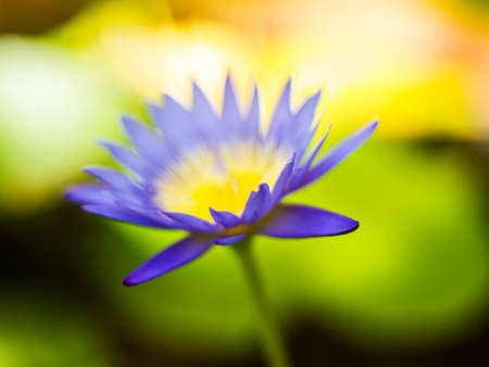 Beautiful lotusの写真素材
