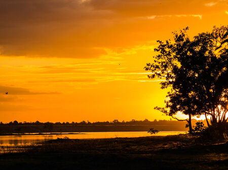 Twilight sunset colors over the waterfront evening. Tree silhouettes in the foreground.の写真素材