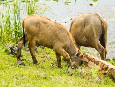 Buffalo eating grass near water pond.の写真素材