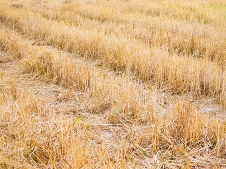 The field after the harvest.の写真素材