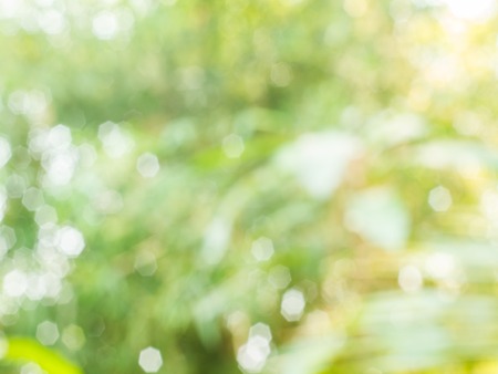 Bokeh background from natural light that shines through the leafの写真素材