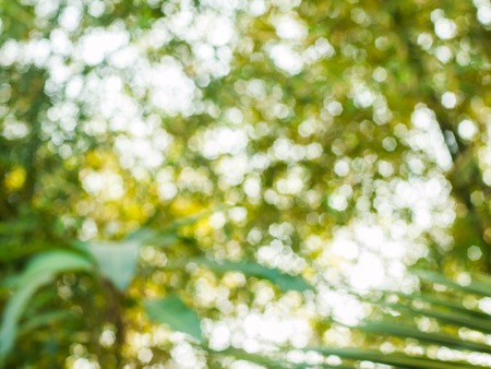 Bokeh background from natural light that shines through the leafの写真素材