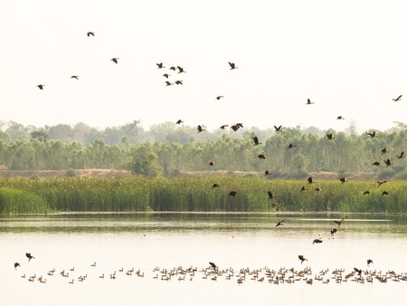 Teal, flying and play in the water.の写真素材