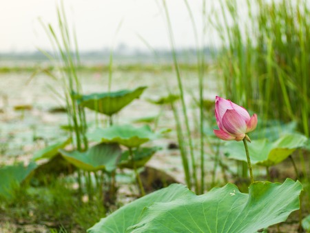 Pink lotus one. In the lilies of the field, the background blurの写真素材