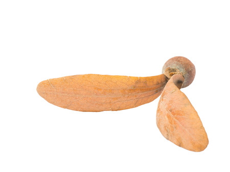 Dipterocarpus alatus Roxb isolated on white background.の写真素材