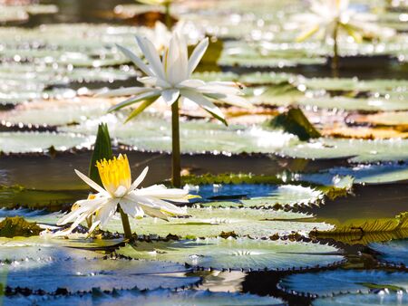 water lily and leaf in pond with the hot sun.の写真素材