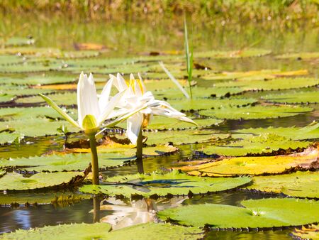 water lily and leaf in pond with the hot sun.の写真素材