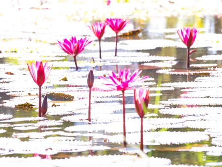 water lily and leaf in pond with the hot sun.の写真素材