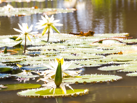 water lily and leaf in pond with the hot sun.の写真素材