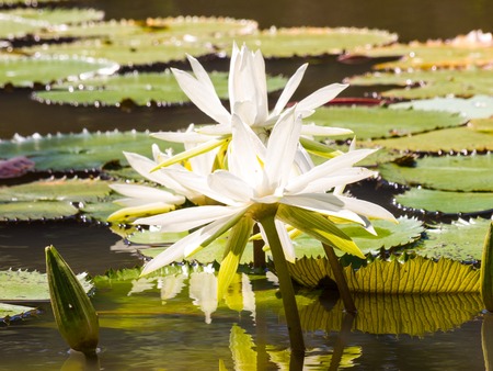 water lily and leaf in pond with the hot sun.の写真素材