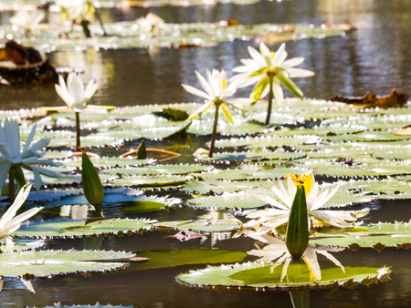 water lily and leaf in pond with the hot sun.の写真素材