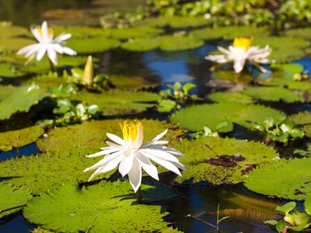 water lily and leaf in pond with the hot sun.の写真素材