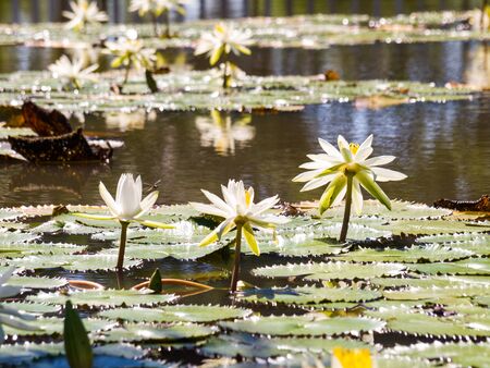 water lily and leaf in pond with the hot sun.の写真素材