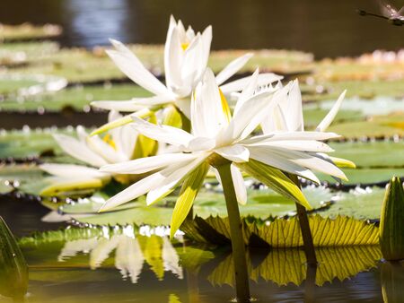 water lily and leaf in pond with the hot sun.の写真素材