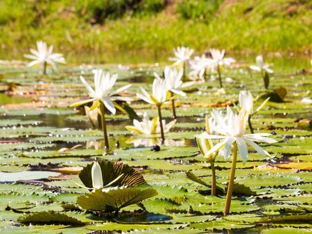 water lily and leaf in pond with the hot sun.の写真素材