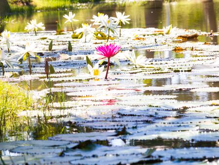 water lily and leaf in pond with the hot sun.の写真素材