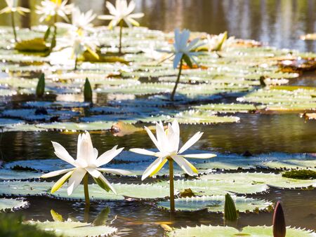 water lily and leaf in pond with the hot sun.の写真素材