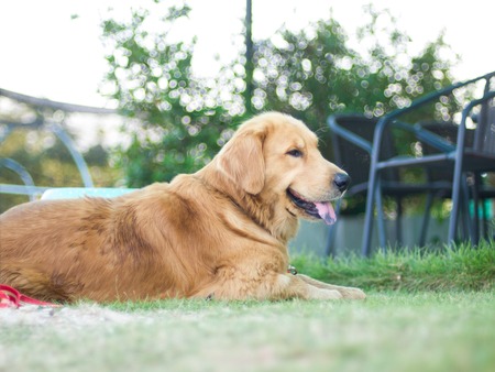 Golden Brown Dog sitting tongue hanging. background blur.の写真素材