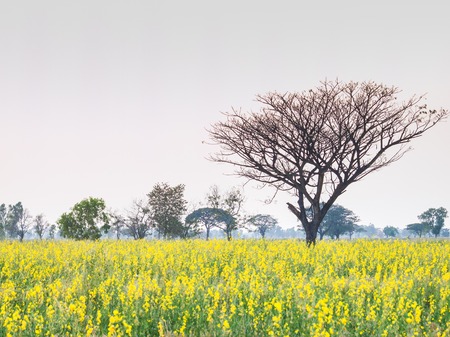 Crotalaria field in Thung samrit phimai of Nakhon Ratchasima Thailand.の写真素材