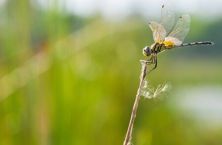 dragonfly,fly catcher,water ,blur background