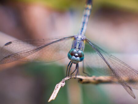 Dragonfly fly catching branches and leaves, blur the background.の写真素材
